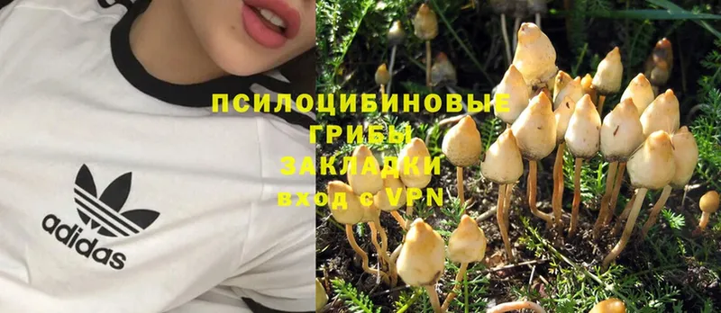 Псилоцибиновые грибы GOLDEN TEACHER  Орск 